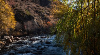 a tranquil riverside scene, where a willow drapes gracefully over the flowing water, its leaves touched by the golden hues of autumn. The background reveals a rugged hillside clipart