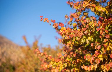 Kırmızı ve altın yapraklar gök kubbeye karşı çırpınıyor. Sonbaharın parlak halısının parlak bir kanıtı. Renk ve ışıktan oluşan bir dans..