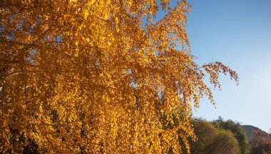 The vibrant golden leaves of a tree bask in the sunlight, creating a luminous canopy against the crisp autumn sky, a testament to the season's fiery beauty. clipart