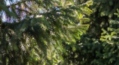 Güneş ışığı kozalaklı bir ormanın yoğun yaprakları arasında dans eder, yeşil ladin dallarının iğnelerine ışıltılı bir spot ışığı saçar.