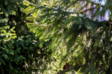 Güneş ışığı kozalaklı bir ormanın yoğun yaprakları arasında dans eder, yeşil ladin dallarının iğnelerine ışıltılı bir spot ışığı saçar.