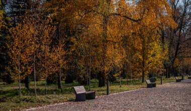 Ağaçlarda altın sarısı yapraklar, boş banklar ve düşmüş yapraklarla kaplı bir patika ile sessiz bir sonbahar parkı sahnesi, sakinlik ve yalnızlık hissi uyandırıyor.