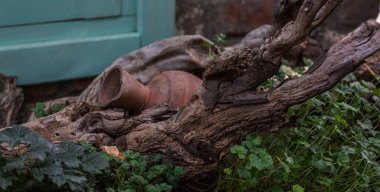 An old, weathered clay jug partially buried among twisted, gnarled driftwood and green plants. The scene is set against a turquoise-colored wall, creating a rustic and natural ambiance. clipart