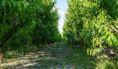 Kalın yeşil yaprakları olan yemyeşil meyve bahçeleri tünel benzeri bir patika oluşturur. Yere düşen meyveler saçılmıştır..