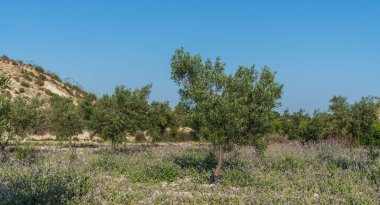 Genç bir zeytin ağacı kuru, kumlu bir tarlada duruyor, seyrek bitki örtüsü ve küçük mor çiçeklerle, açık mavi gökyüzünün altında, yumuşak tepelerin bir zeminine kurulmuş..