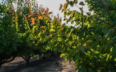 Meyve ağaçlarıyla dolu bir meyve bahçesi. Dallar yeşil yapraklarla doludur ve bazı yapraklar mevsimlerin geçişini gösteren kırmızımsı bir renk almıştır. Güneş yaprakların arasından parlıyor..