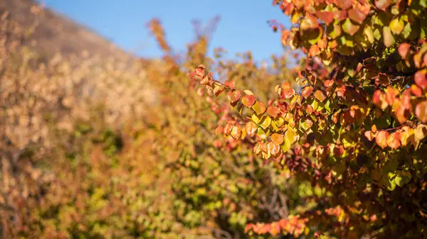 Kırmızı ve altın yapraklar gök kubbeye karşı çırpınıyor. Sonbaharın parlak halısının parlak bir kanıtı. Renk ve ışıktan oluşan bir dans..