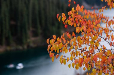 Sonbahar yaprakları turuncu ve sarı renkli canlı tonlarda, narin bir şekilde bulanık bir nehir ve sonsuz yeşil orman arkaplanı örtüyor.