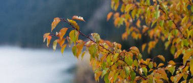 Turuncu ve yeşil sonbahar yapraklarının yakın planında yumuşak odaklı bir dağ nehri ve arka planda bir orman var.