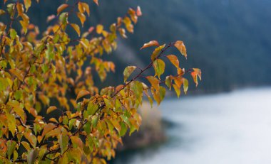 Turuncu ve yeşil sonbahar yapraklarının yakın planında yumuşak odaklı bir dağ nehri ve arka planda bir orman var.