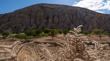 Öğleden sonra güneş, Cappadocia 'nın Gül Vadisi' nde kızarık tonlu kaya oluşumlarını ve zeytin ağaçlarını aydınlatarak bölgenin eşsiz erozyonu ve insanlık tarihinin bir kanıtı olarak parlıyor..