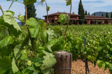 a vineyard, with rows of vibrant grapevines leading towards an elegant estate, set against a backdrop of lush hills, a testament to the wine country's serene beauty clipart