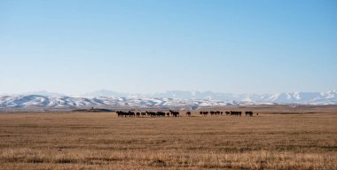 A tranquil expanse of golden grassland stretches towards snow-capped mountain peaks under a clear blue sky, herd of horses grazing peacefully, embodying the serene essence of a pastoral landscape. clipart