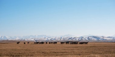 Koyu renkli siluetli bir at sürüsü engin, altın bir çayırda otluyor, engin mavi gökyüzünün altında, kayan tepelerde narin bir kar tozu ile..