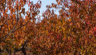 Solan sonbahar güneşinin ışığında parıldayan altın yapraklar, huzurlu bir kırsal alanda, zengin kırmızı, portakal ve sarılardan oluşan bir duvar halısı ile sakin bir meyve bahçesi manzarası çiziyor..