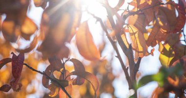 Güneşle aydınlanan şeftali rengi sonbahar yapraklarının yakın çekimi, sakin bir meyve bahçesinde ışıltılı, samimi bir portre oluşturur. Kenarları yumuşak, bokeh bir zemine vurgulanır..