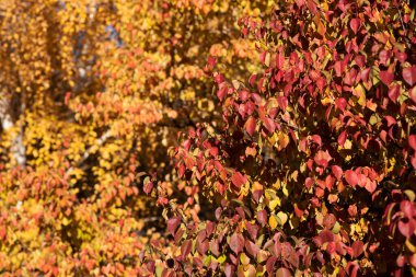 a vibrant display of autumn leaves, with a rich gradient from deep red to bright yellow, creating a warm, textured tapestry against the soft glow of the sunlight clipart