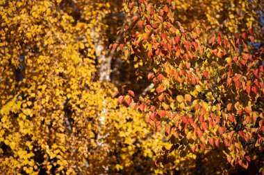 a close-up of autumn foliage, with leaves in a rich array of colors from deep burgundy to bright yellow, capturing the warm, vivid essence of the fall season clipart