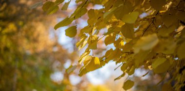 Sonbahar parkındaki ağaçtaki canlı sarı yaprakların yakın çekim görüntüsü. Yeşilliğin ılık renkleri, yumuşak odaklı arka planda güzel bir kontrastla sonbaharın altın ihtişamının özünü yakalıyor.