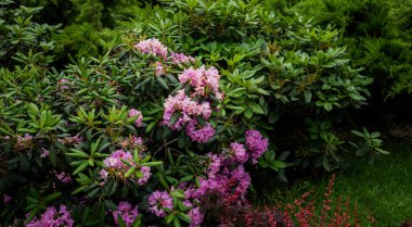 a lush garden scene with a vibrant variety of plants: a foreground of reddish-purple shrubs, a lawn of rich green grass, and flourishing rhododendrons with pink blossoms against dark green foliage clipart