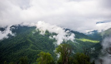 yemyeşil yemyeşil, sisli bir dağ manzarası alçak asılı bulutların yamaçlardaki sık ormanla iç içe geçerek dingin ve mistik bir atmosfer oluşturduğu yer.