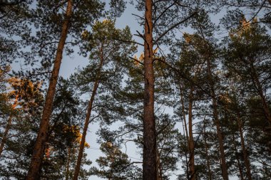 Gün batımında güzel bir yaz ormanı. Uzun gemi çamları. Yeşil yemyeşil dalları olan arka plan çam ormanları. Ön plana odaklan, bulanık arkaplan.