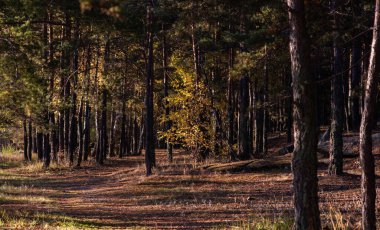 Sonbaharın başlarında bir çam ormanının dingin güzelliği. Güneş ışığı tepe örtüsünün içinden süzülüyor. İğnelerle saçılmış zeminin aydınlatıcı kısımları.