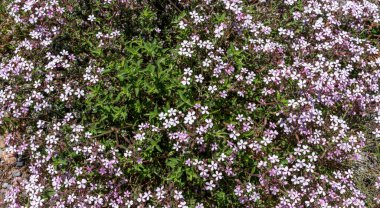 Narin kır çiçeklerinden oluşan bir duvar halısı, zengin yeşil yapraklı bir demet pembe ve beyaz çiçek, vahşi bir çayırda canlı bir doğal zemin örtüsü oluşturur..
