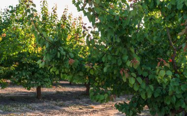 Meyve ağaçlarıyla dolu bir meyve bahçesi. Dallar yeşil yapraklarla doludur ve bazı yapraklar mevsimlerin geçişini gösteren kırmızımsı bir renk almıştır. Güneş yaprakların arasından parlıyor..