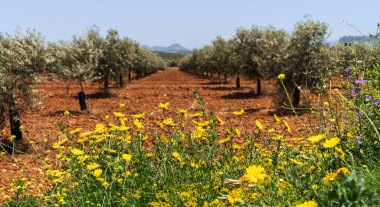 Vibrant wildflowers bloom in the foreground of a red-soil olive grove in the Spanish countryside. The colorful flowers contrast beautifully with the rows of olive trees. clipart