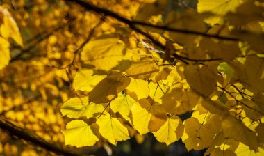 Altın sonbahar yaprakları yumuşak, filtrelenmiş güneş ışığında güneşlenerek yaprak döken bir ormanın arka planında sıcak, parıldayan bir duvar halısı oluşturur. Canlı renkler ve nazik ışıkla mevsimlerin narin geçişi.