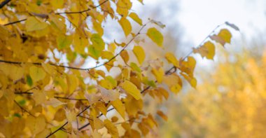 Altın sonbahar yaprakları güneş ışığında yıkanarak sıcak ve canlı bir gölgelik oluşturur. Sonbahar renkleriyle dolu bir ağacın karmaşık dalları, berrak bir gökyüzünün arka planına karşı hassas bir kafes oluşturur..