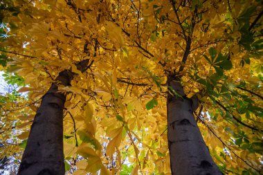 a low-angle view of tall trees with robust trunks leading up to a canopy filled with golden-yellow leaves. The sky peeks through the dense foliage, while the sunlight creates a warm, dappled effect. clipart