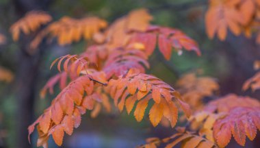 Alevli portakal yaprakları dalları narin bir donla süsleyerek derinleşen sonbaharı işaret ederken, arka planda yumuşak mavi bir alacakaranlık iniyor..
