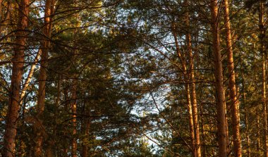 Gün batımının sıcacık parıltısı bir çam ormanının içinden süzülüyor, gövdelerine altın rengi döküyor ve yeşil dalların karmaşık desenleri....