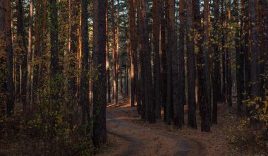 Akşam güneşi ağaçların arasından süzülüp, engebeli ağaç kabuklarını ve ormanın sessizliğini aydınlatırken, dolambaçlı bir toprak yol huzurlu bir çam ormanının içinde dolanıyor..