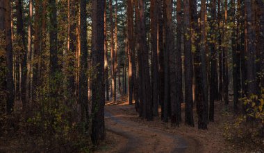 A winding dirt path meanders through a serene pine forest, while the evening sun softly filters through the trees, highlighting their rugged barks and the quiet stillness of the woods. clipart