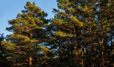 Gün batımı, sık bir çam ormanının içinden süzülür. Ağaç gövdelerine sıcak bir parıltı yayar ve ormanın sakin güzelliğini aydınlatır..