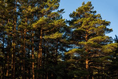 Akşam güneşi bir çam ormanının üzerine altın ışık yağdırıyor, zengin yeşil iğneleri ve sağlam gövdeleri vurguluyor, bu sakin ormanlık arazide huzur hissi uyandırıyor..
