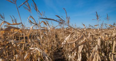 Berrak mavi gökyüzünün altındaki kuru bir mısır tarlasında esen dar bir patika hasat mevsiminin sonunda dimdik duran altın ve kırılgan sapların yakın görüntüsünü sunuyor..