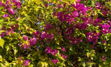 Vibrant bougainvillea blooms in shades of magenta and pink are interwoven with lush green leaves. The plant is bathed in sunlight, creating a colorful display in a warm Mediterranean climate. clipart