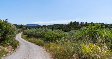 Serin manzara, İspanyol kırsalının kayan tepelerini yakalar, yemyeşil zeytin ağaçları ve yeşillik ile süslenir. Yeşil alana açılan dolambaçlı yol..