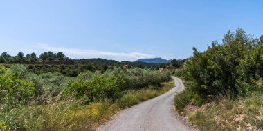 Serene landscape captures the rolling hills of the Spanish countryside, adorned with lush olive groves and verdant vegetation. The winding road leading through the green expanse. clipart