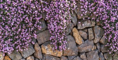 Parlak mor çiçekler taştan bir duvarın üzerinde çağlayarak kayaların toprak tonlarına karşı canlı bir kontrast oluşturuyor..