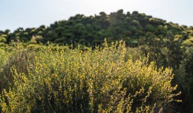 Arazi boyunca uzanan sarı kır çiçekleri tarlası, arka planda sık ağaçlı bir tepe ile birlikte. Sahne sıcak güneş ışığıyla yıkanmış, doğal güzelliği vurguluyor..