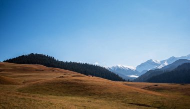 Yoğun yeşillikleri olan geniş bir altın çayır, engin açık mavi gökyüzünün altında uzak kar örtülü dağlar, manzaranın sıcak ve serin tonları arasında çarpıcı bir kontrast