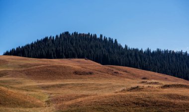 a striking contrast between the golden-brown hues of the rolling hillside and the dense, dark green of the coniferous forest under blue sky, tapestry of nature's colors and textures. clipart