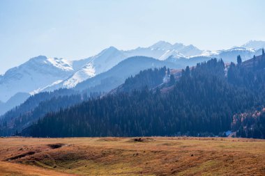 an expansive golden meadow with a dense evergreens, with a backdrop of distant snow-capped mountains under a vast clear blue sky, a striking contrast between the warm and cool tones of the landscape clipart