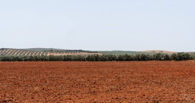 The vast agricultural landscape of La Mancha in Spain, featuring rich red soil, rows of olive trees, and rolling hills under a clear, bright sky. The scene showcases the region's agricultural heritage clipart