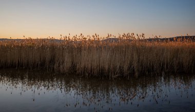 Sakin bir şafak söküyor güneş durgun bir gölün üzerinde yükselirken, kamışların üzerine ılık bir parıltı saçıyor ve sudan yansıyor, yumuşak, pastel bir gökyüzünün altındaki uzak tepelerle..